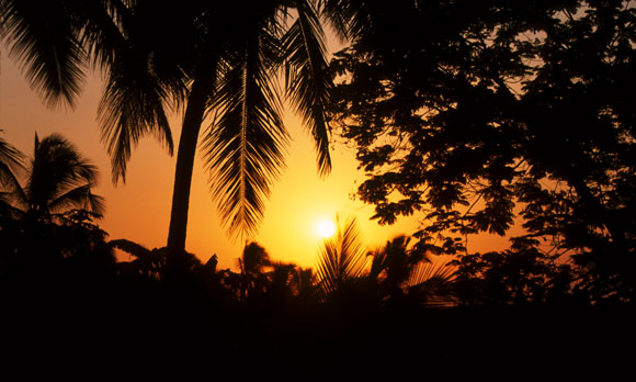 Sunset Silhouettes